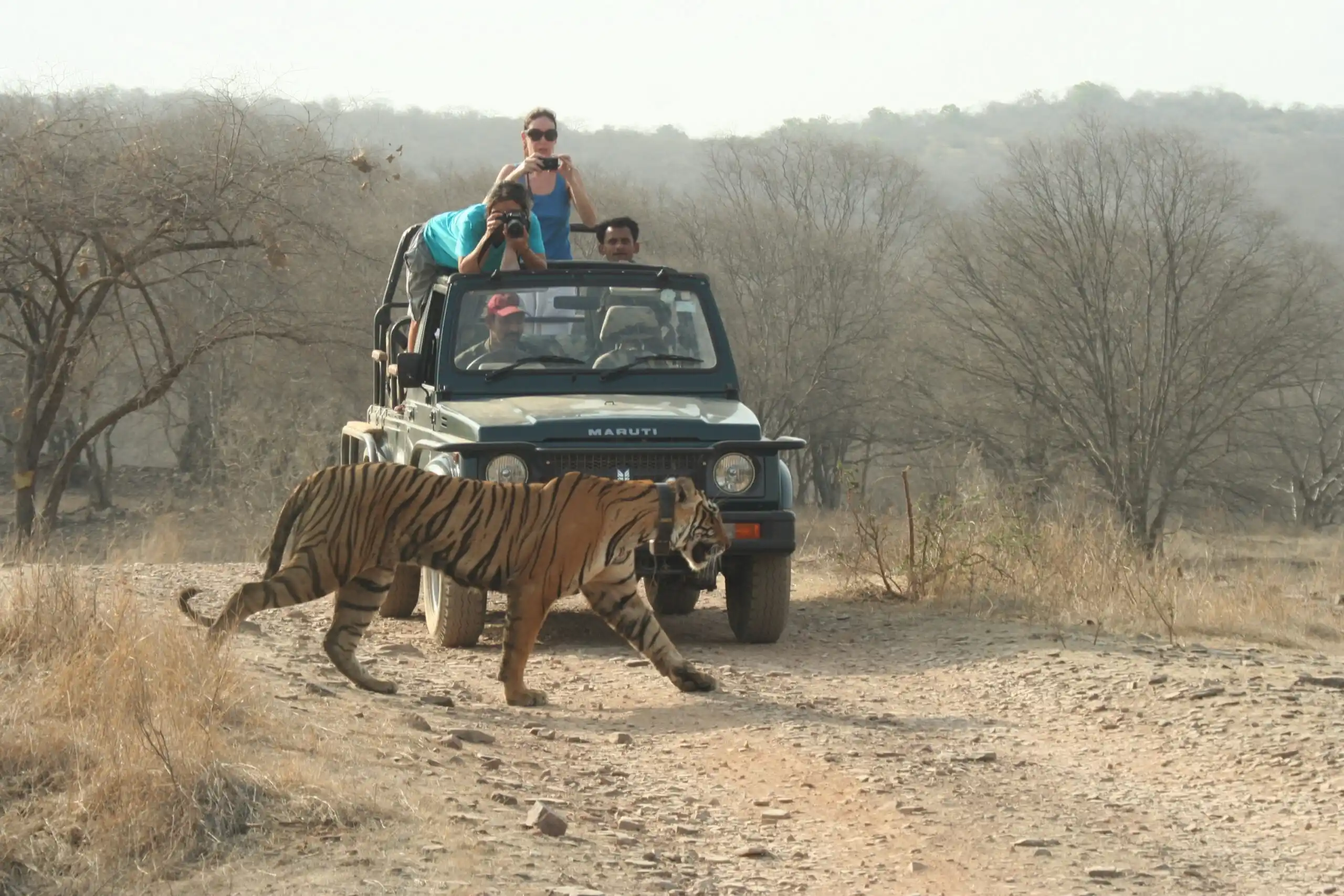 Sariska Safari